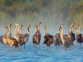 Beispielinhalt (Bild) Müritz-Nationalpark