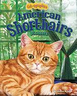 Vorderes Coverbild American Shorthairs