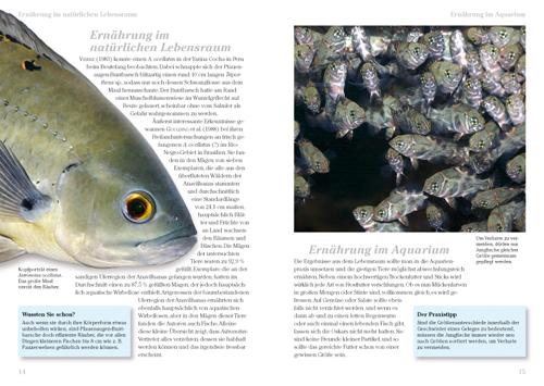 Beispielinhalt (Bild) Pfauenaugen-Buntbarsche