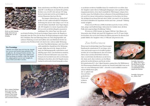 Beispielinhalt (Bild) Pfauenaugen-Buntbarsche