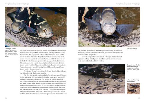 Beispielinhalt (Bild) Pfauenaugen-Buntbarsche