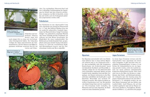 Beispielinhalt (Bild) Feuersalamander