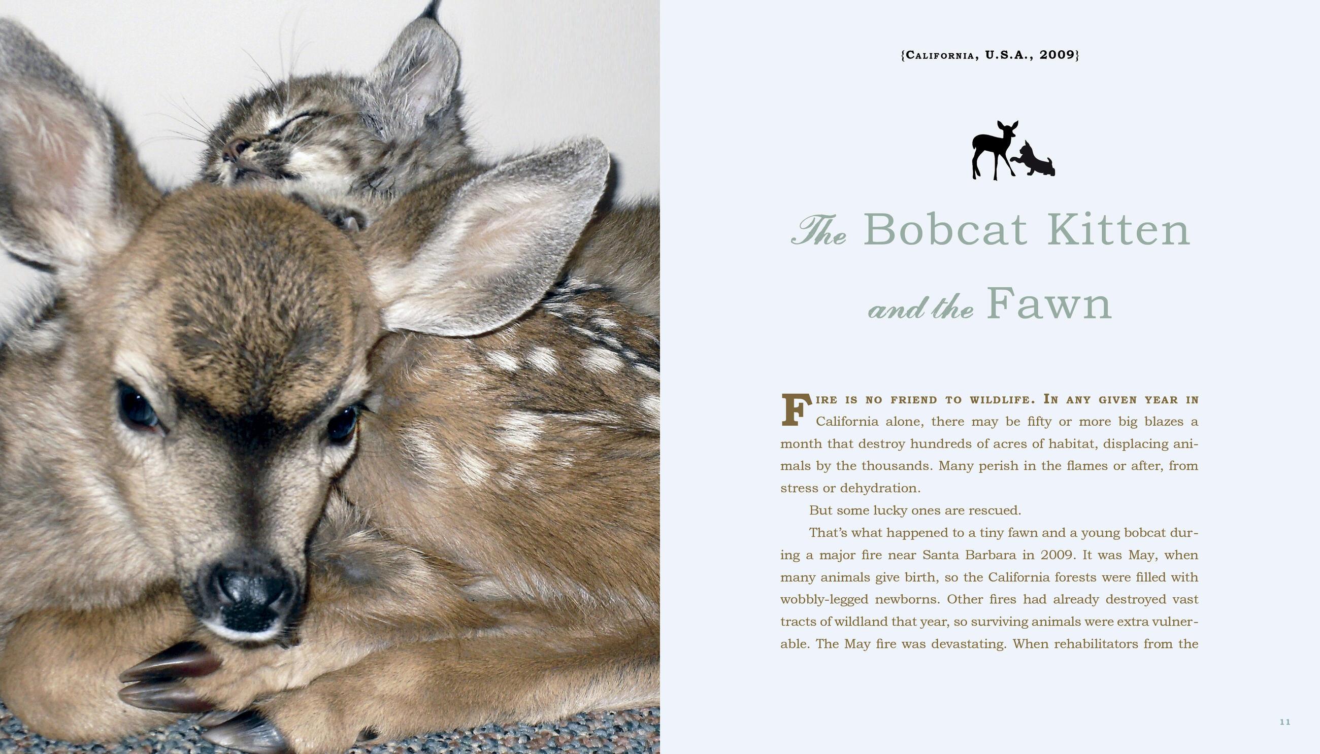 Beispielinhalt (Bild) Unlikely Friendships