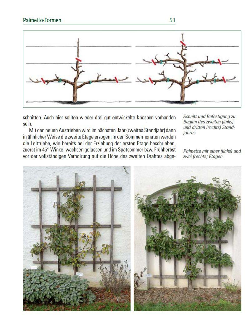 Beispielinhalt (Bild) Spalierobst