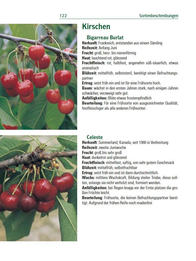 Beispielinhalt (Bild) Spalierobst