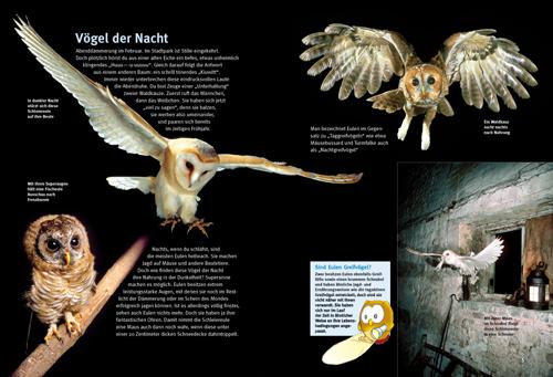 Beispielinhalt (Bild) Entdecke die Eulen