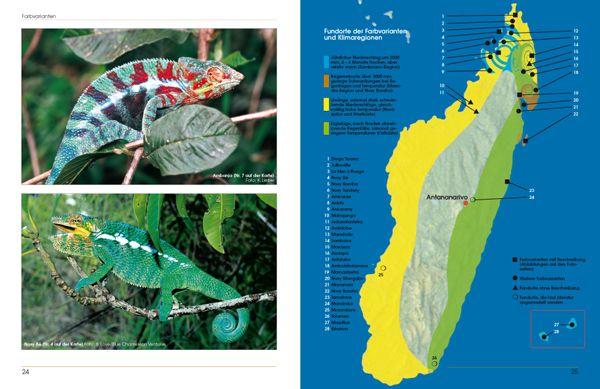 Beispielinhalt (Bild) Furcifer pardalis. Das Panterchamäleon