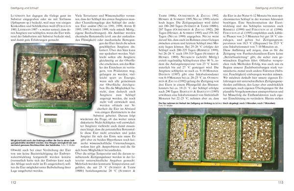 Beispielinhalt (Bild) Furcifer pardalis. Das Panterchamäleon