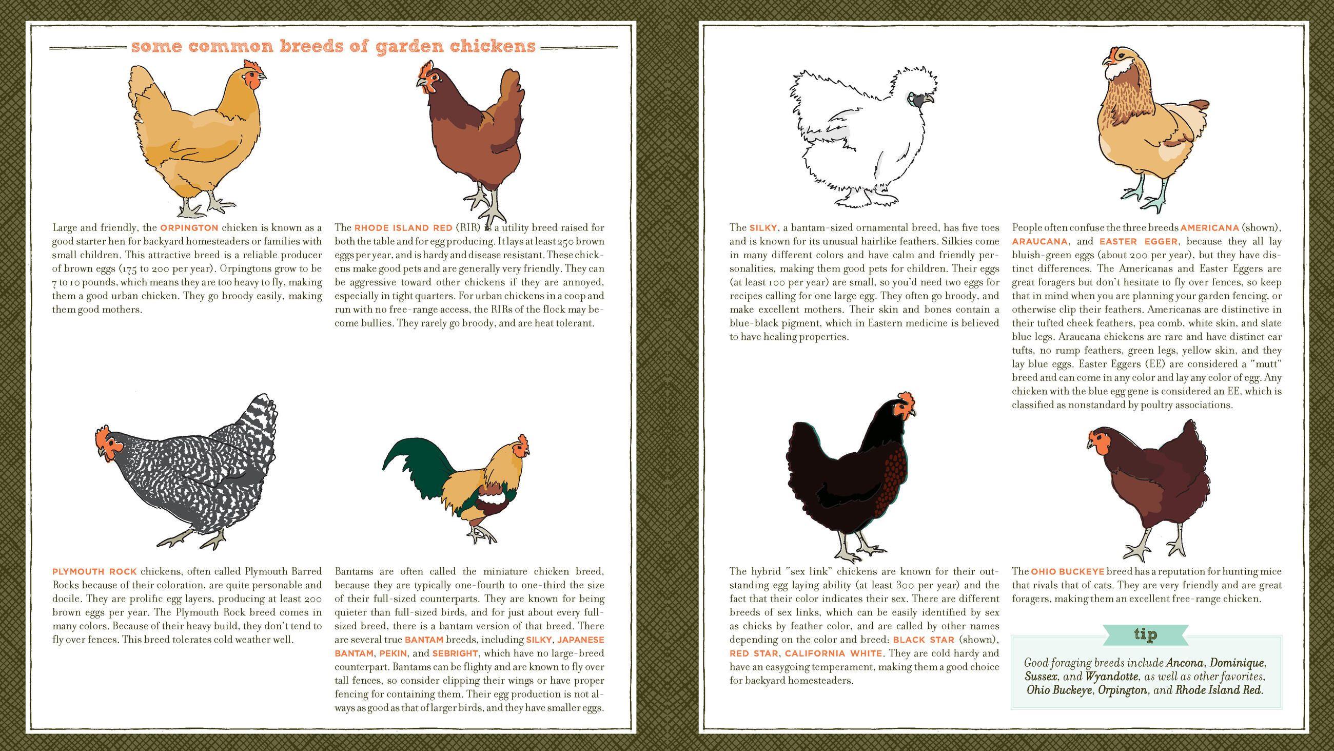 Beispielinhalt (Bild) Free-Range Chicken Gardens