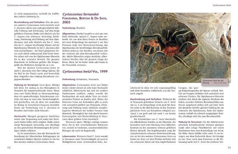 Beispielinhalt (Bild) Zwergvogelspinnen