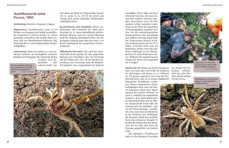 Beispielinhalt (Bild) Zwergvogelspinnen