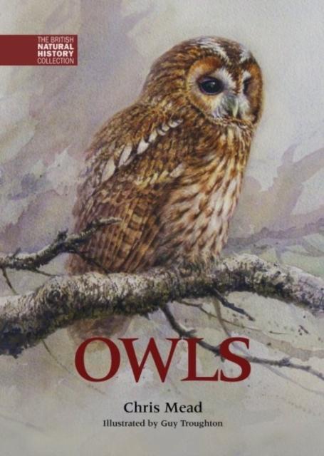 Vorderes Coverbild Owls