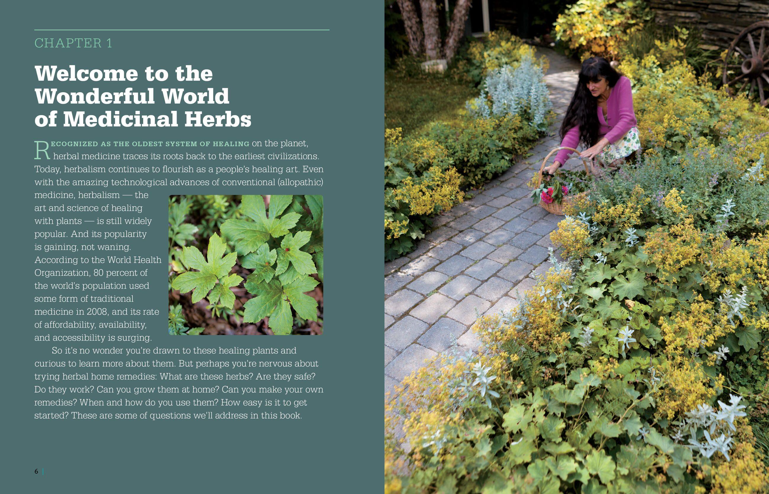 Beispielinhalt (Bild) Rosemary Gladstar's Medicinal Herbs: A Beginner's Guide