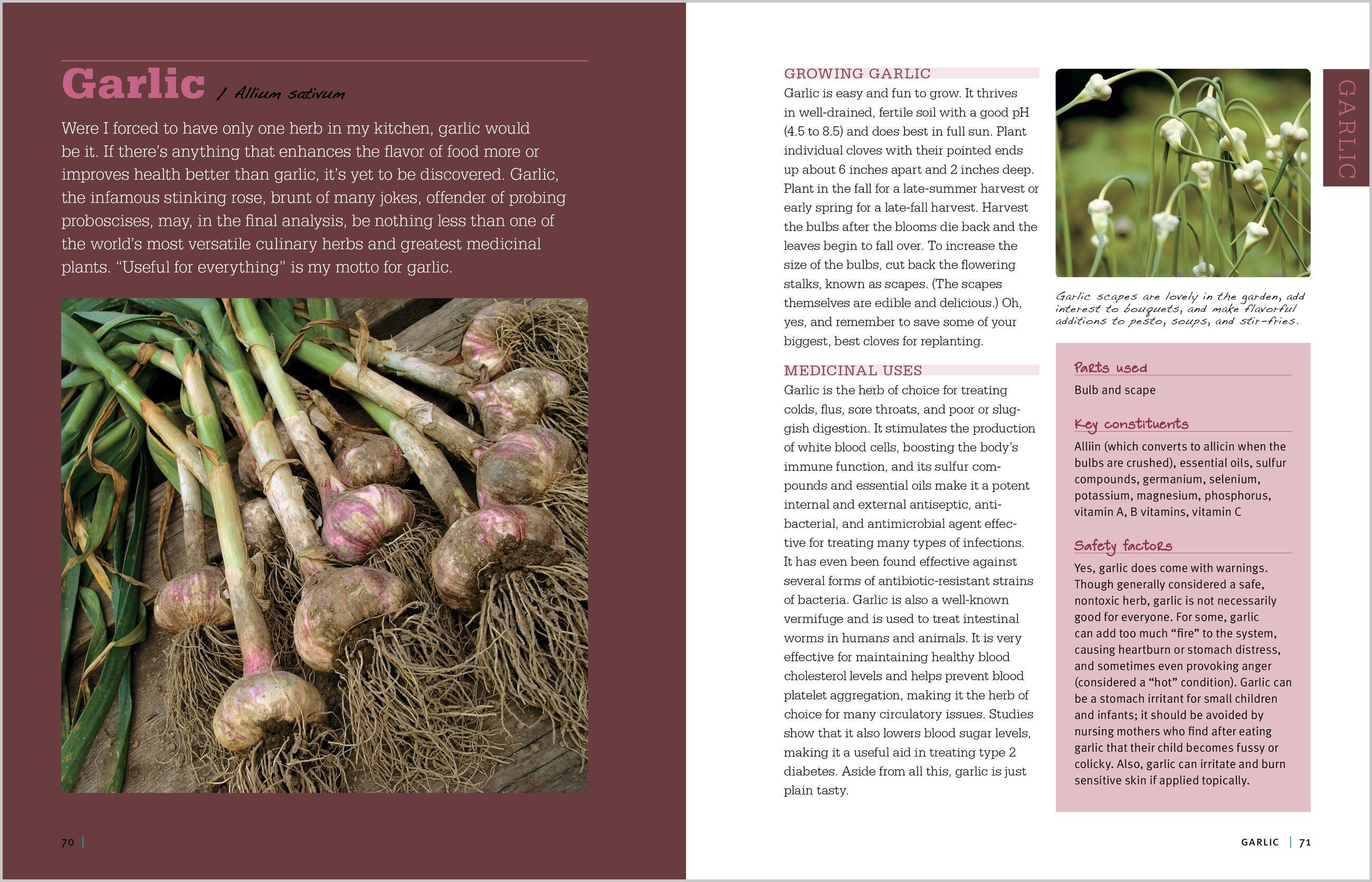 Beispielinhalt (Bild) Rosemary Gladstar's Medicinal Herbs: A Beginner's Guide