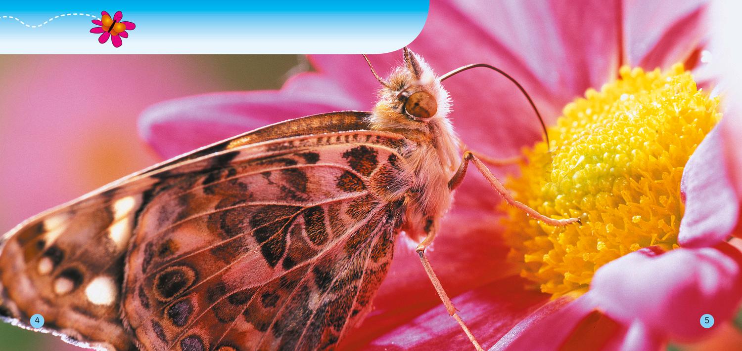 Beispielinhalt (Bild) Look Out Butterfly!