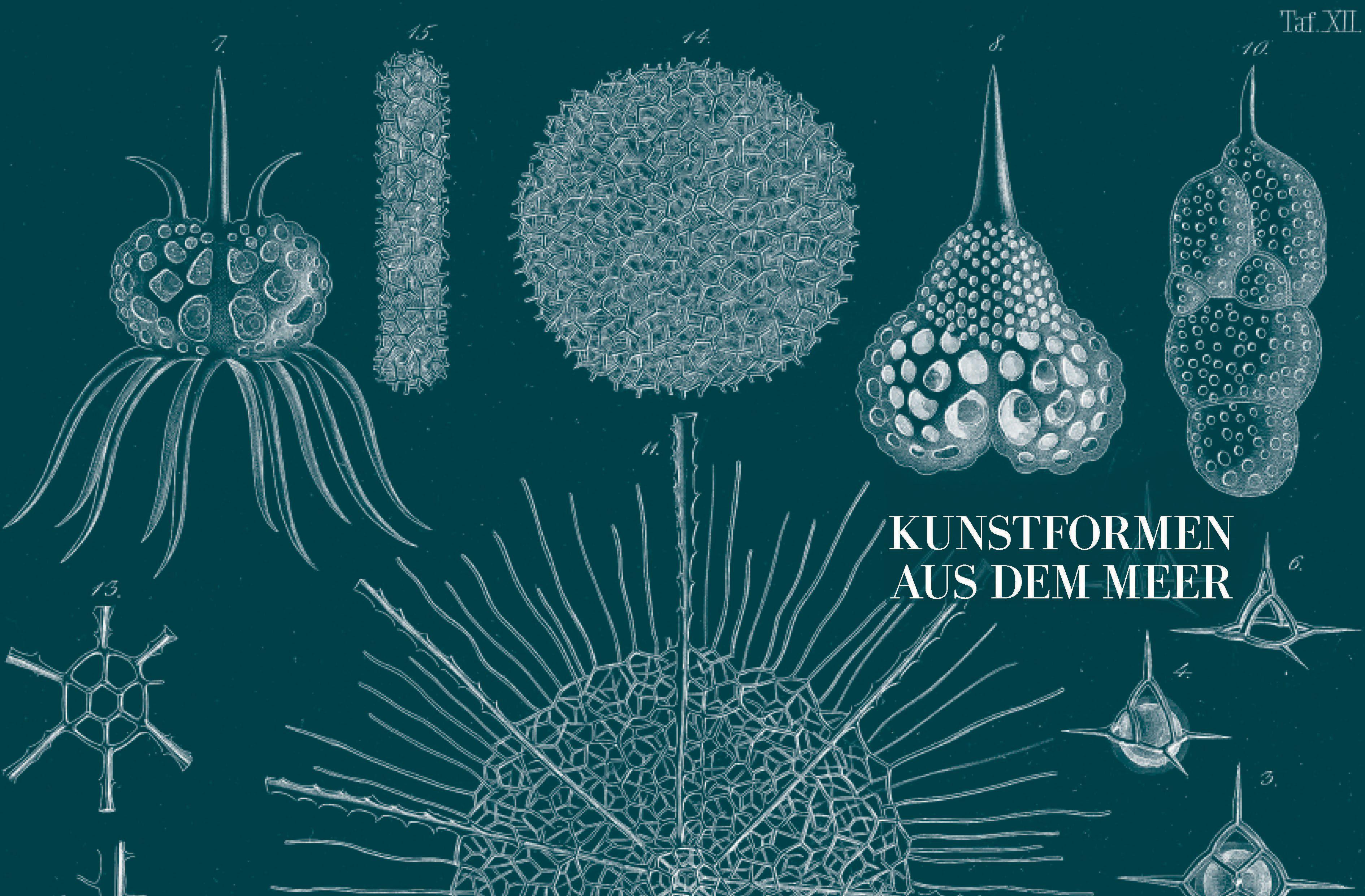 Beispielinhalt (Bild) Ernst Haeckel