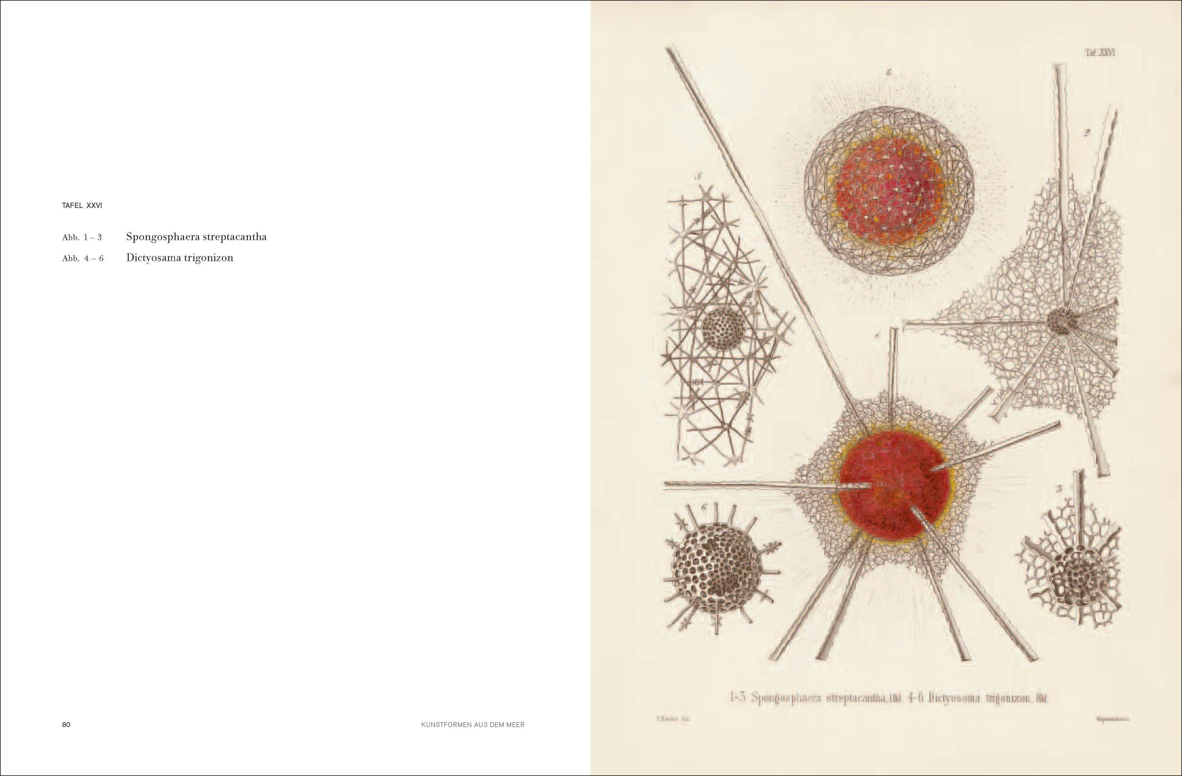 Beispielinhalt (Bild) Ernst Haeckel