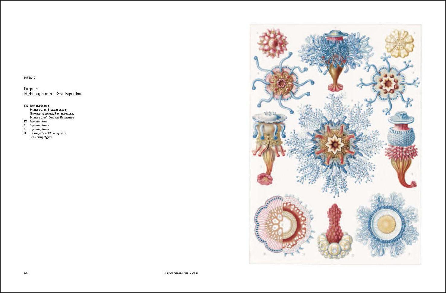 Beispielinhalt (Bild) Ernst Haeckel