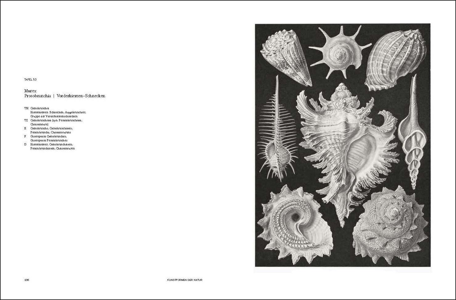 Beispielinhalt (Bild) Ernst Haeckel