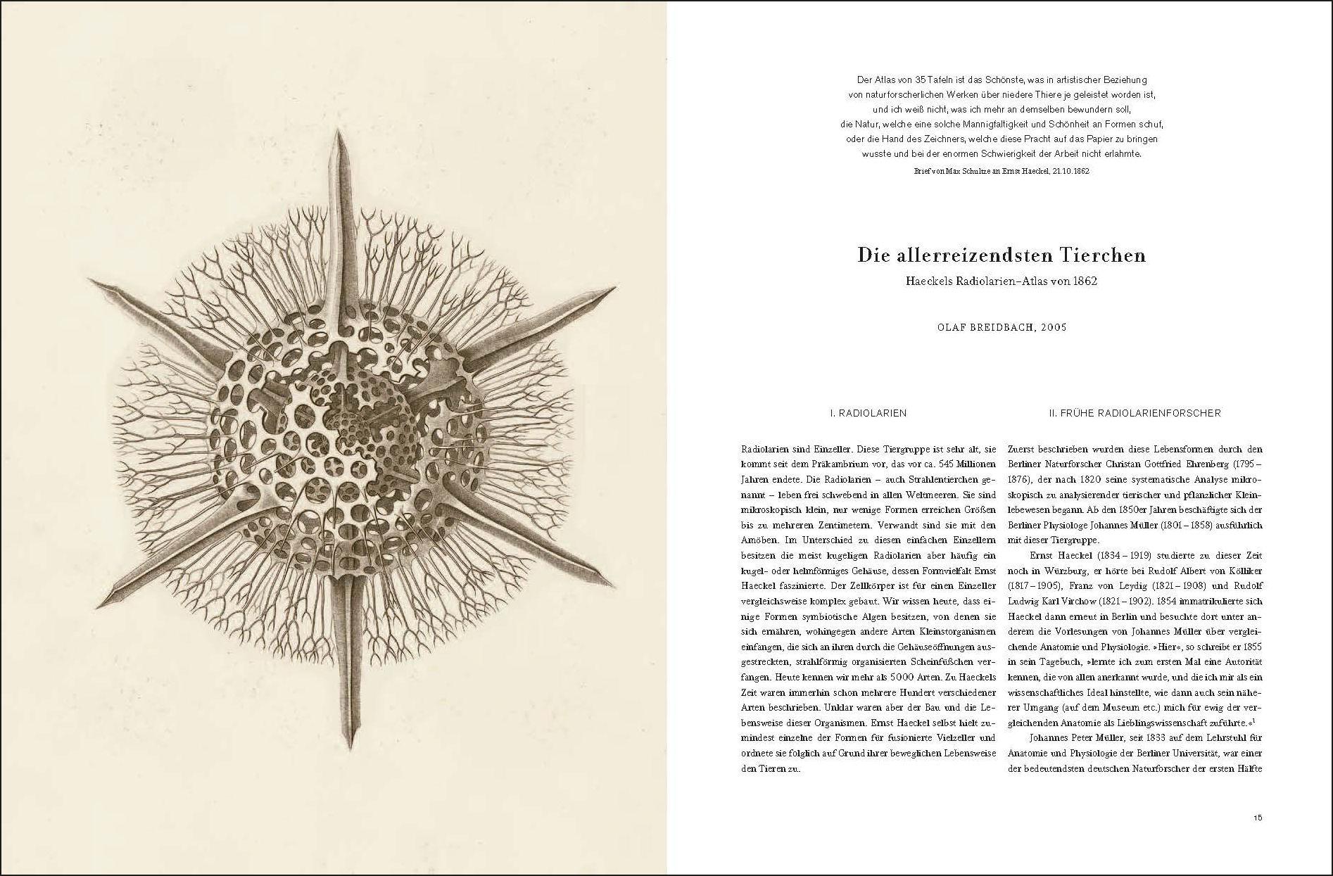 Beispielinhalt (Bild) Ernst Haeckel