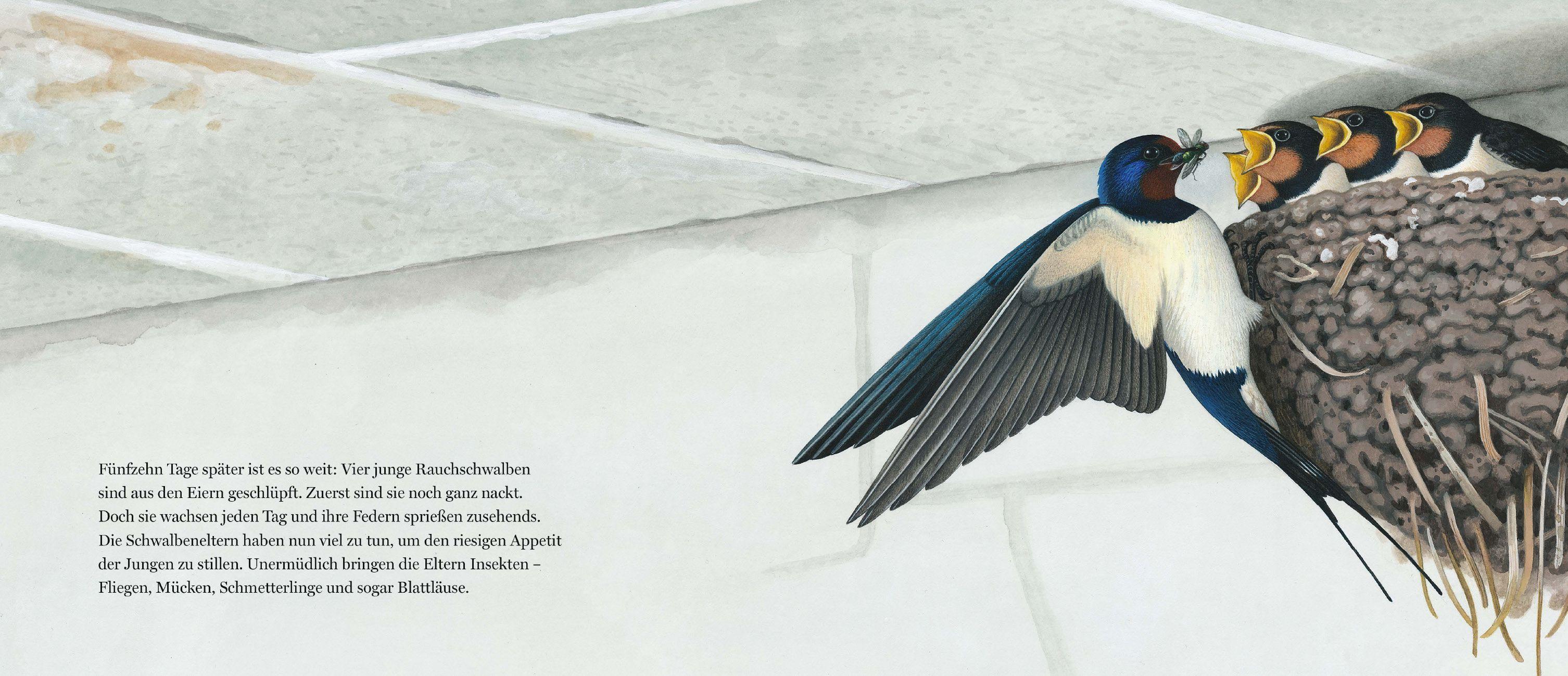 Beispielinhalt (Bild) Ein Jahr mit den Schwalben