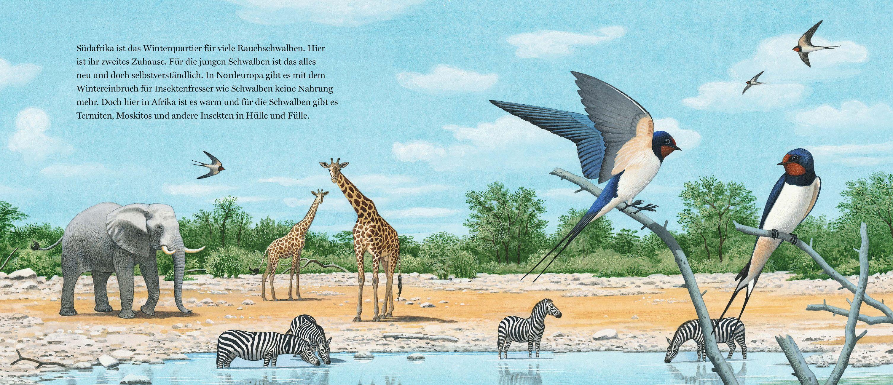 Beispielinhalt (Bild) Ein Jahr mit den Schwalben