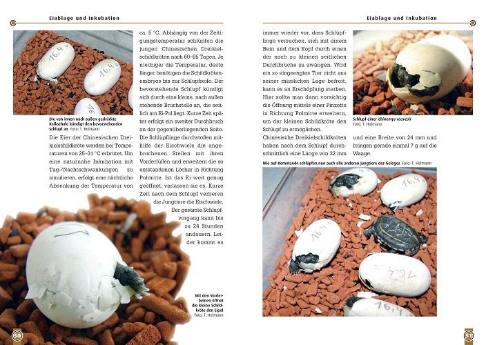 Beispielinhalt (Bild) Art für Art: Die Chinesische Dreikielschildkröte