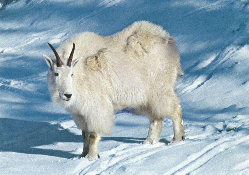 Beispielinhalt (Bild) Säugetiere und Mensch. 2 Bände