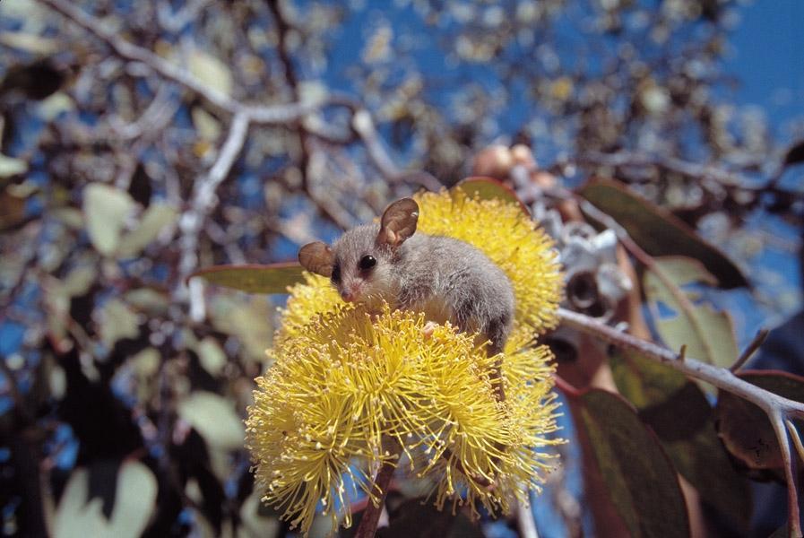 Beispielinhalt (Bild) Säugetiere und Mensch. 2 Bände