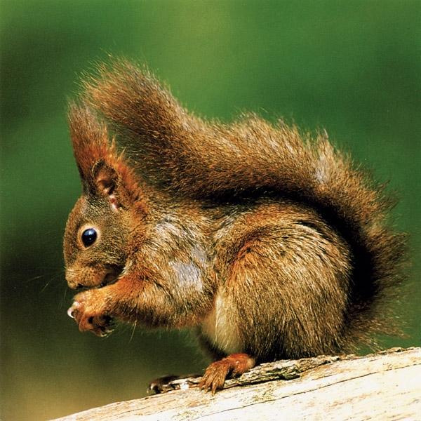 Beispielinhalt (Bild) Säugetiere und Mensch. 2 Bände