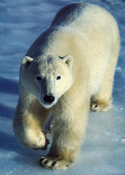 Beispielinhalt (Bild) Säugetiere und Mensch. 2 Bände