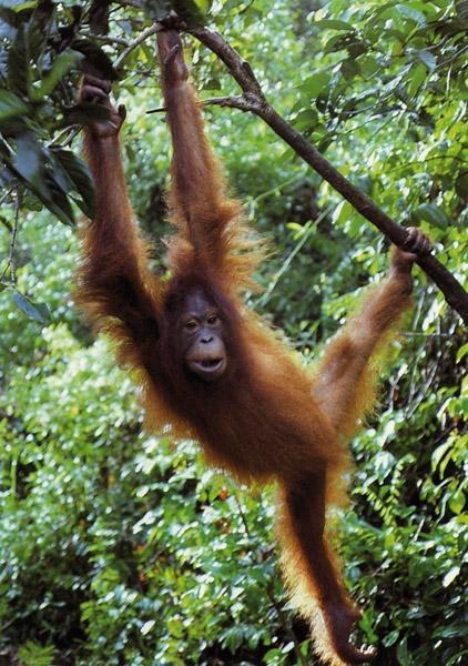 Beispielinhalt (Bild) Säugetiere und Mensch. 2 Bände