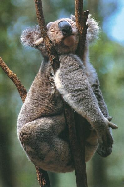 Beispielinhalt (Bild) Säugetiere und Mensch. 2 Bände