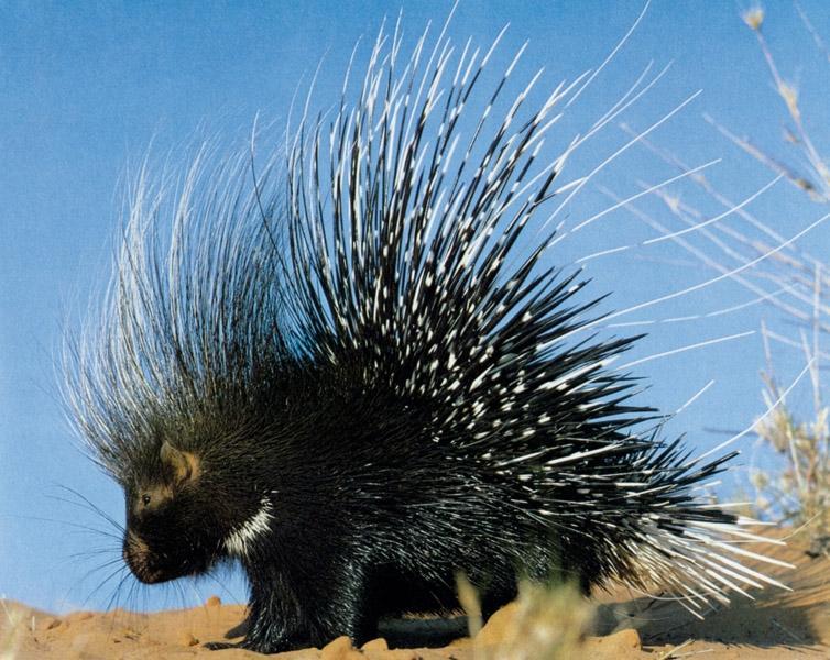 Beispielinhalt (Bild) Säugetiere und Mensch. 2 Bände