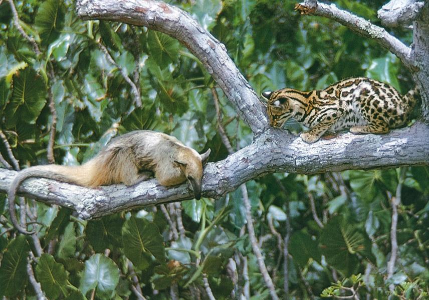 Beispielinhalt (Bild) Säugetiere und Mensch. 2 Bände