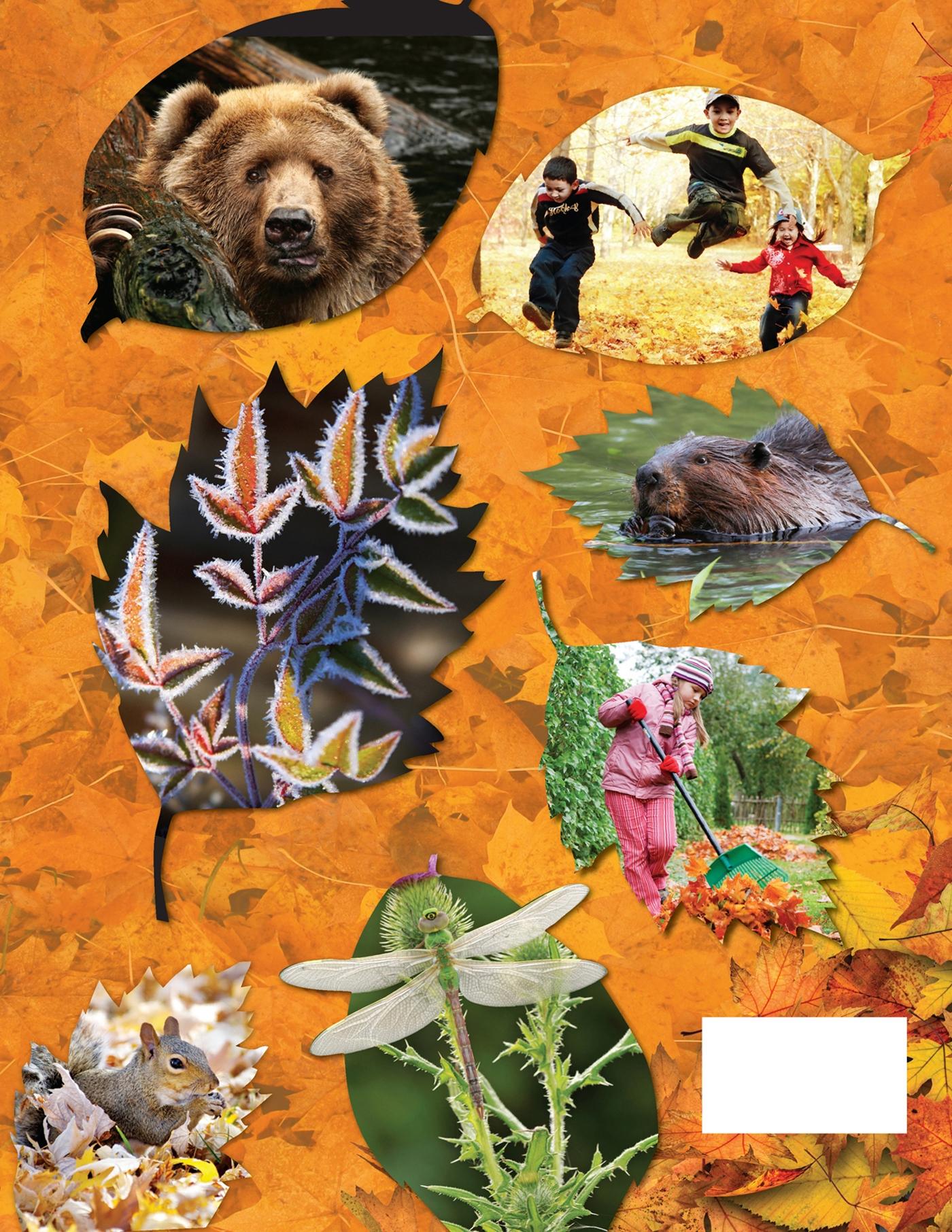 Rückseitencover Awesome Autumn