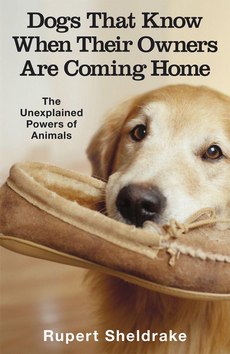 Vorderes Coverbild Dogs That Know When Their Owners Are Coming Home
