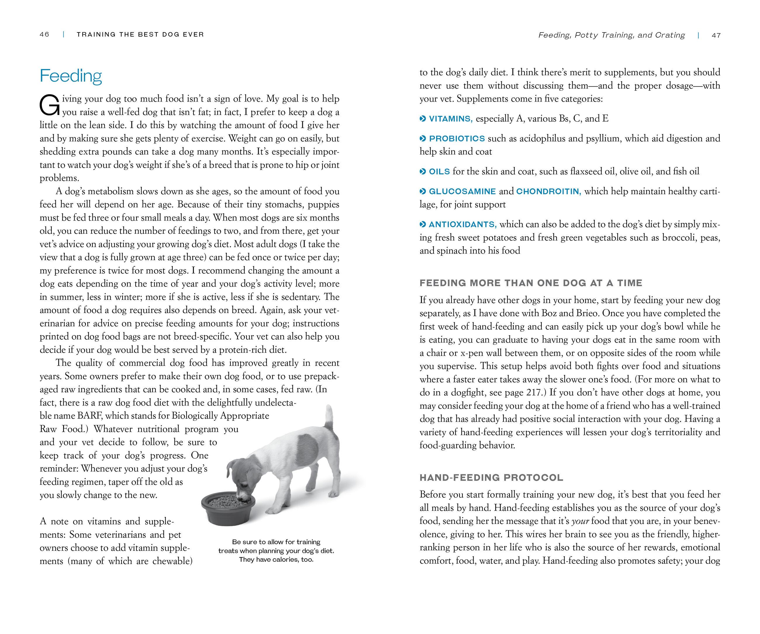 Beispielinhalt (Bild) Training the Best Dog Ever