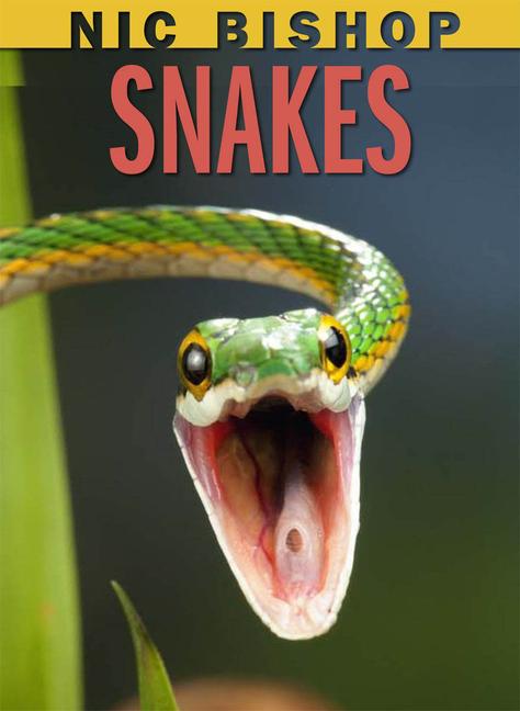 Vorderes Coverbild Nic Bishop: Snakes