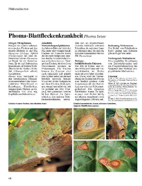 Beispielinhalt (Bild) Zuckerrübe  Krankheiten - Schädlinge - Unkräuter