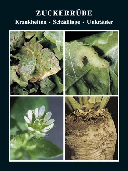 Vorderes Coverbild Zuckerrübe  Krankheiten - Schädlinge - Unkräuter