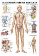 Vorderes Coverbild Anatomische Lehrtafel. Das Lymphsystem des Menschen. 70 x 100 cm