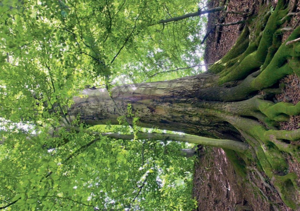 Beispielinhalt (Bild) 80 Bild-Impulse für Religion und Ethik