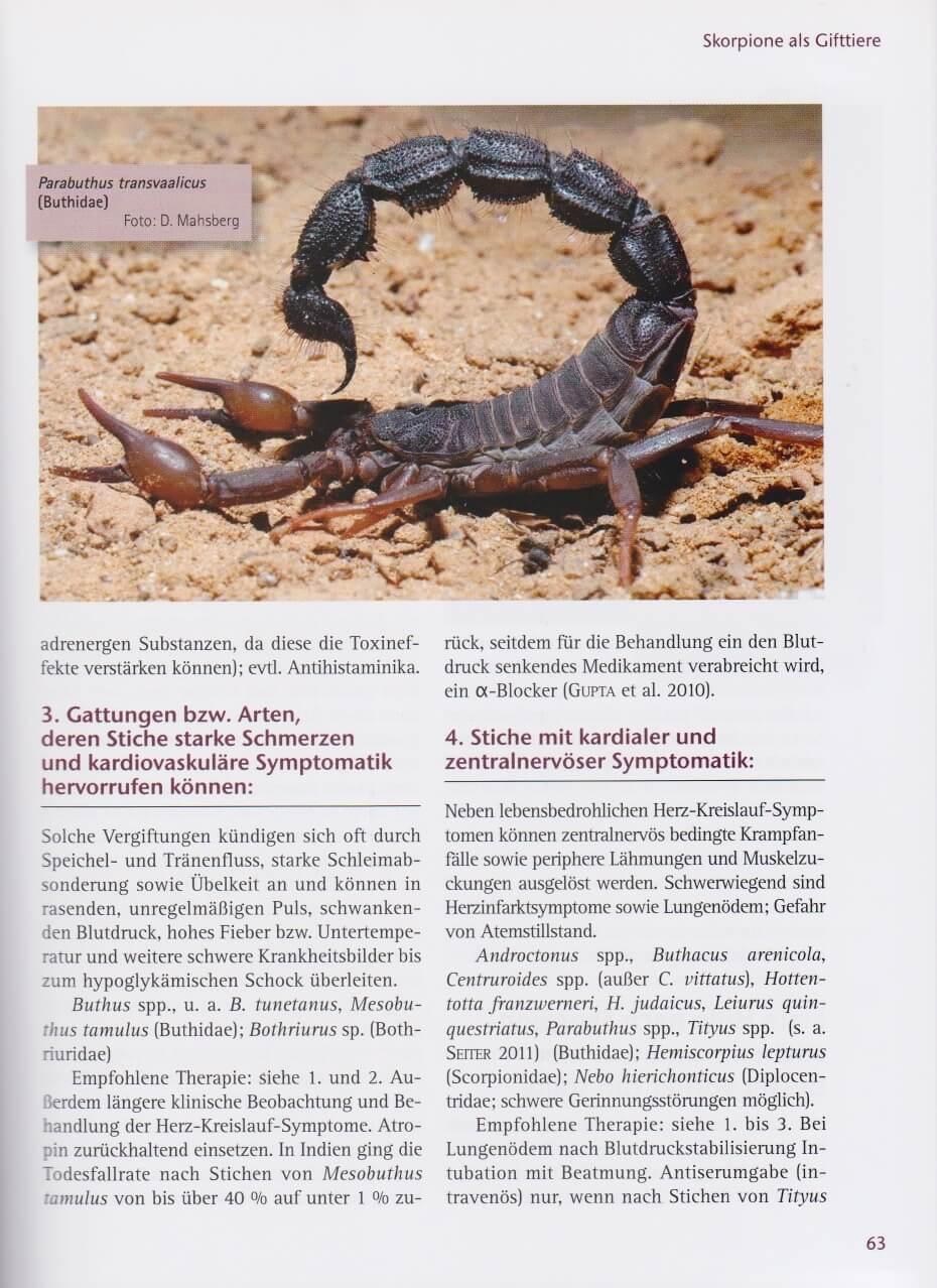 Beispielinhalt (Bild) Skorpione