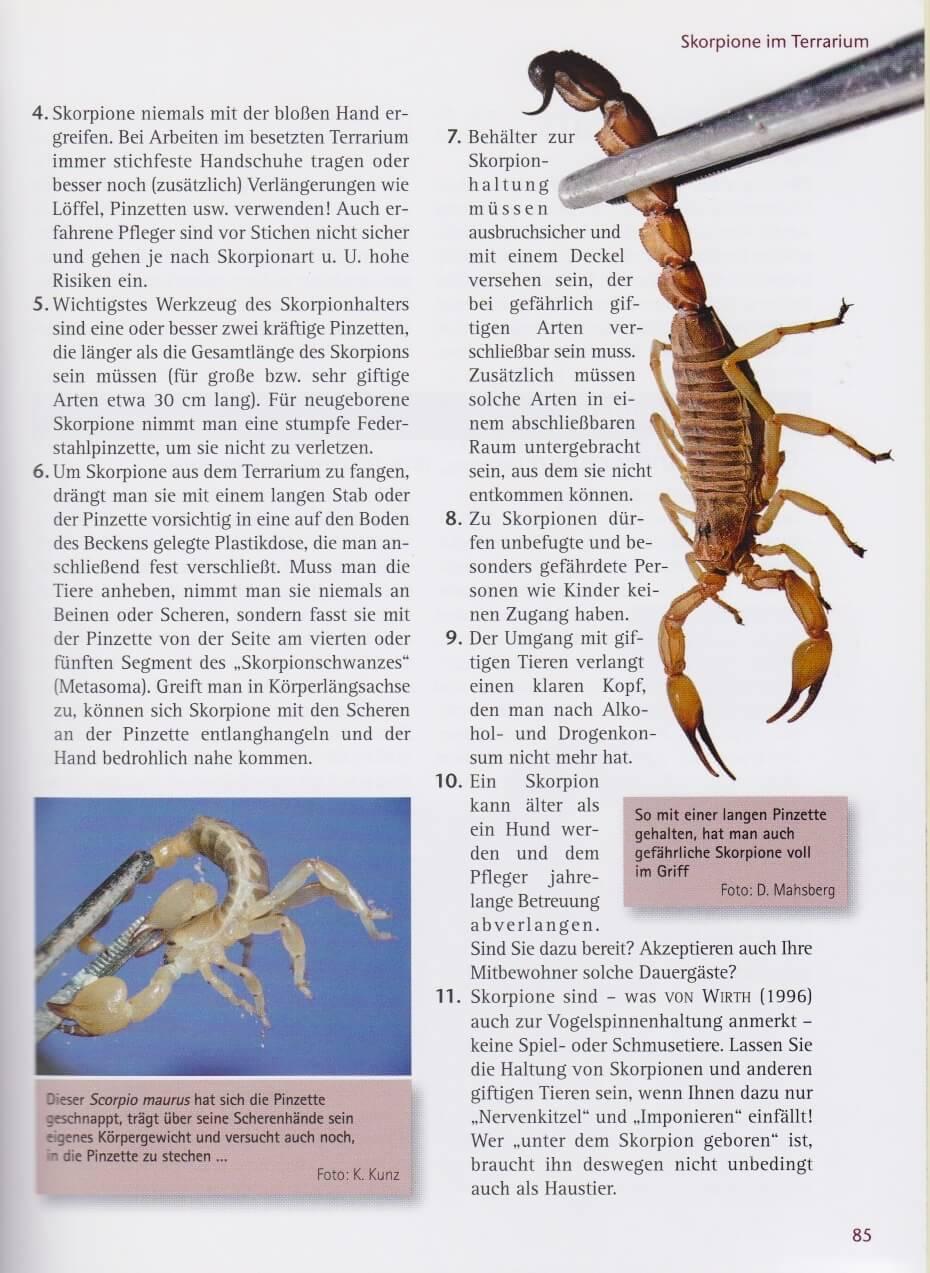 Beispielinhalt (Bild) Skorpione