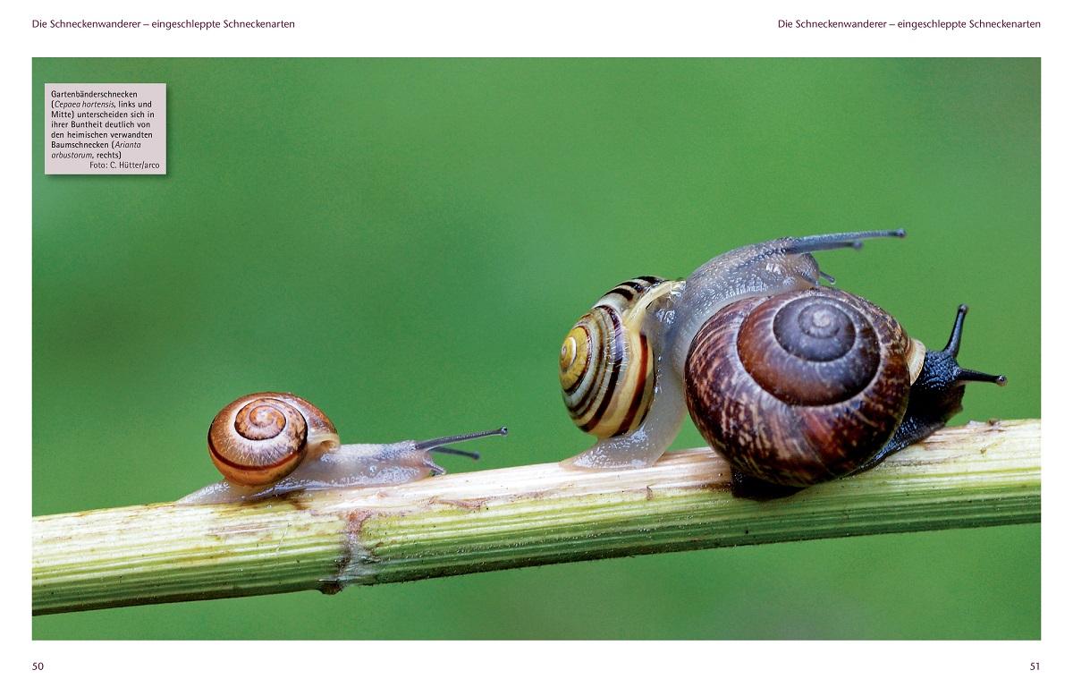 Beispielinhalt (Bild) Einheimische Schnecken