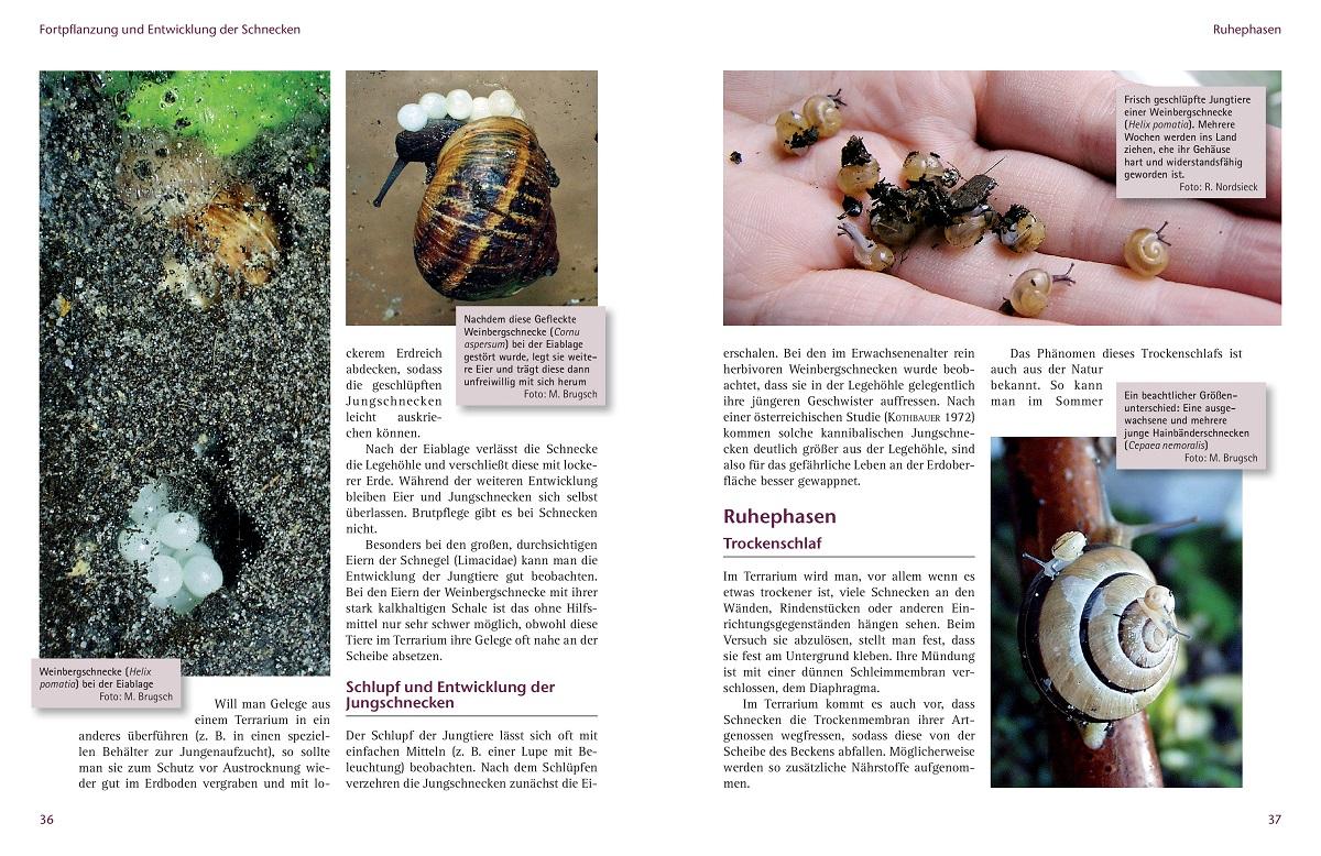 Beispielinhalt (Bild) Einheimische Schnecken