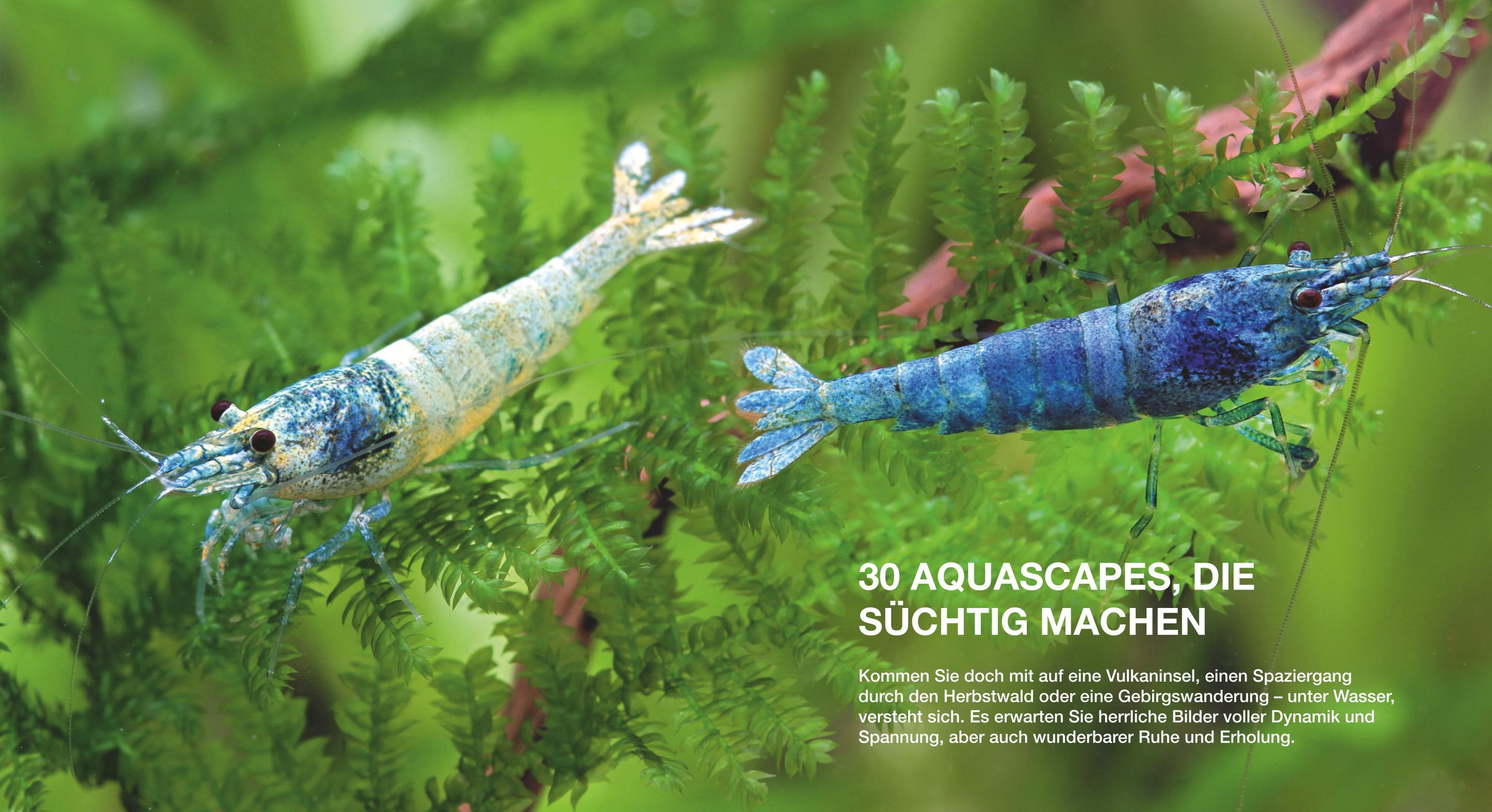 Beispielinhalt (Bild) Aquascaping