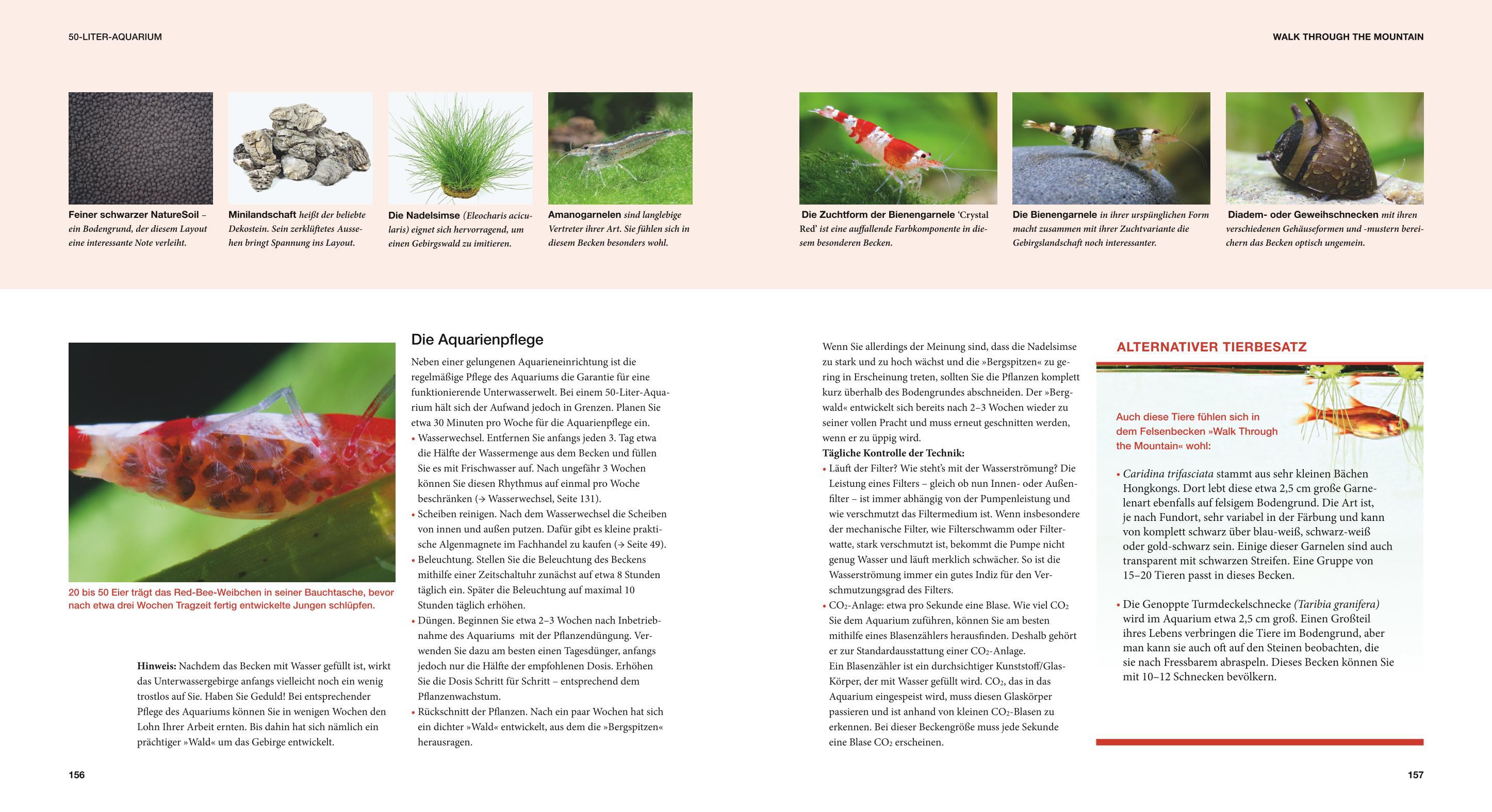 Beispielinhalt (Bild) Aquascaping
