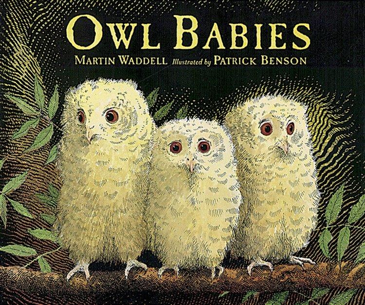 Vorderes Coverbild Owl Babies